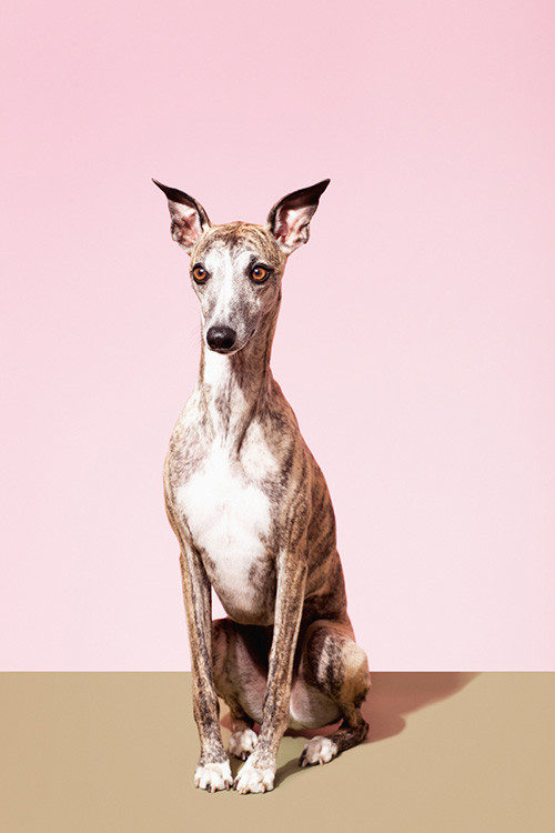 Cosmopola - Ilka & Franz - Dogs of London