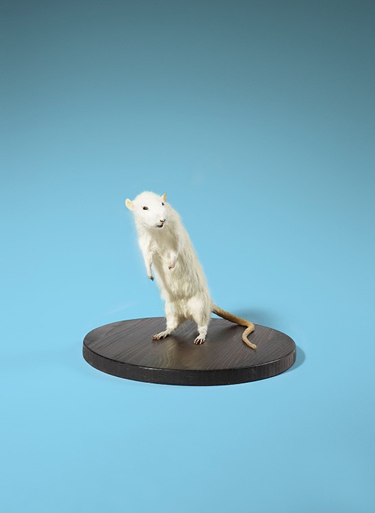 Cosmopola - Marc Thirouin - In the spirit of Josiane, Artistic collaboration with Josiane Agency